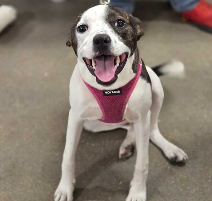 Photo of Sugar