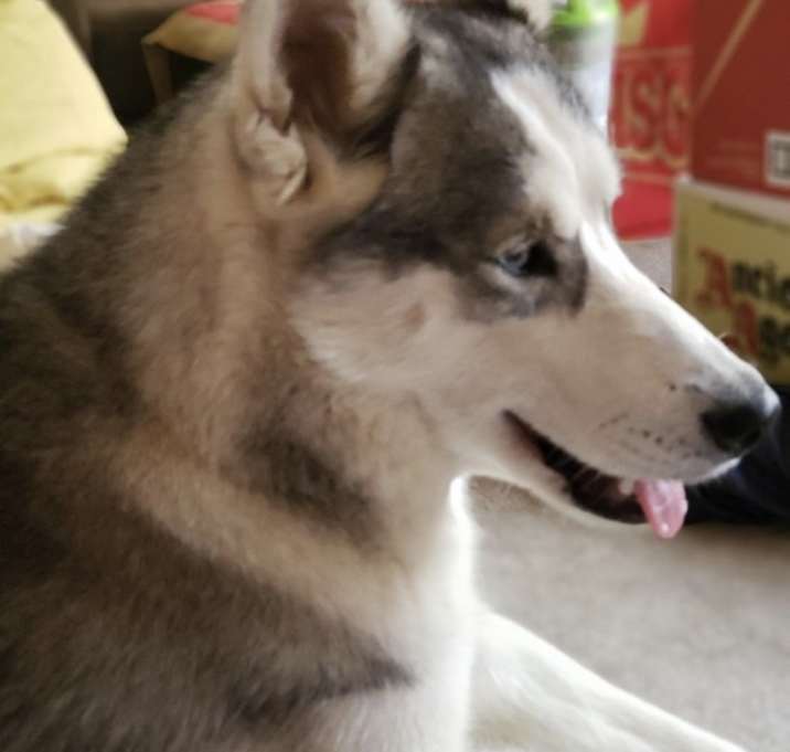Photo of Koda