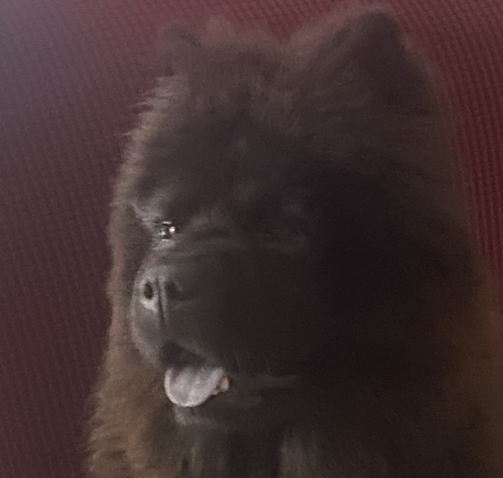 Photo of Cocoa