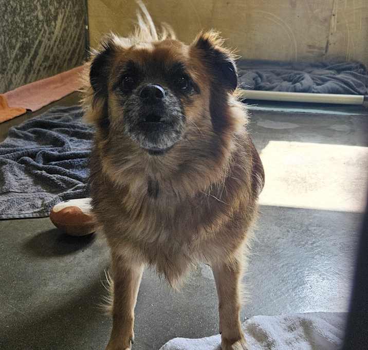 Photo of Zeus - In Foster