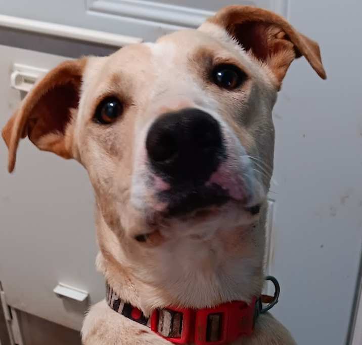 Photo of Whimsical - In Foster
