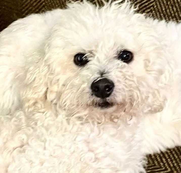Photo of Toto