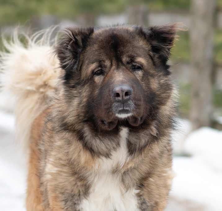Photo of Kai