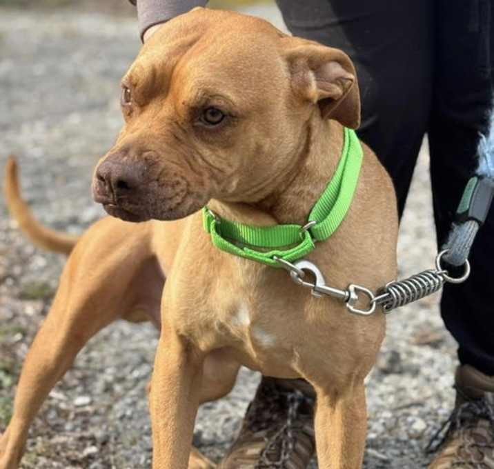 Photo of Jasper (1 yo, 50lbs)