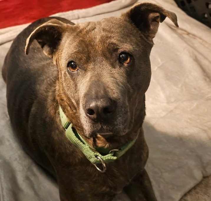 Photo of Nala (5 yo, 60lbs)