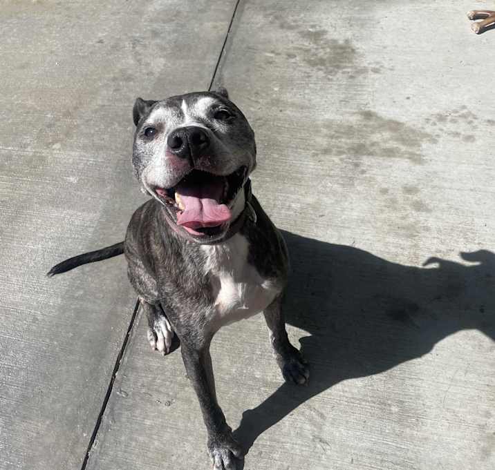 Photo of Toby