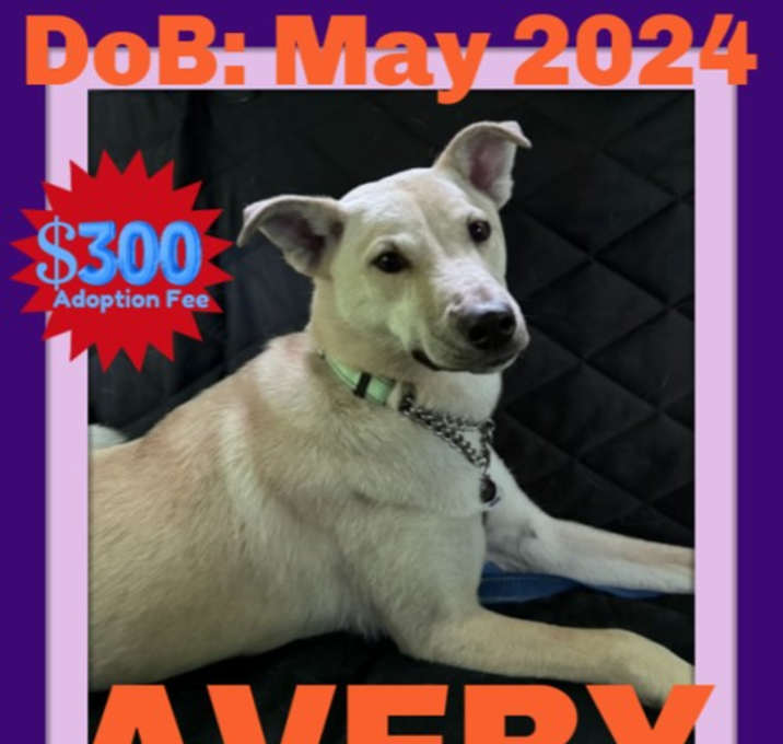 Photo of AVERY - $300