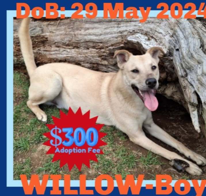 Photo of WILLOW-Boy - $300
