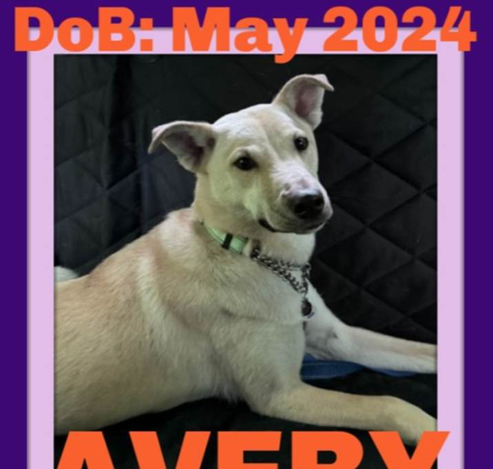 Photo of AVERY - $350