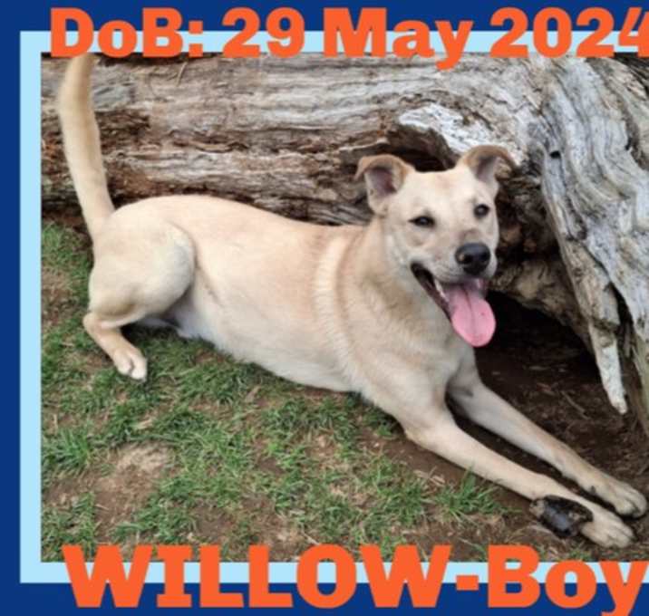 Photo of WILLOW-Boy - $350