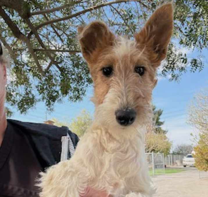 Photo of Rocco