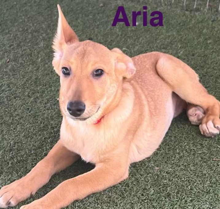 Photo of Aria