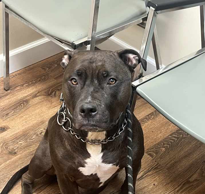 Photo of Stella