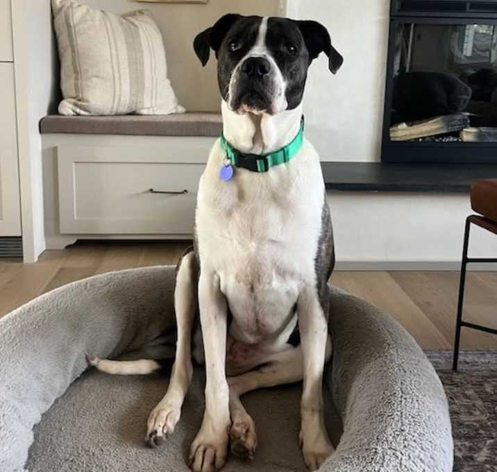 Photo of Luna