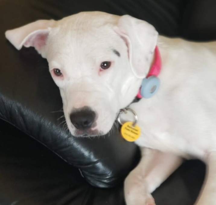 Photo of Snow White