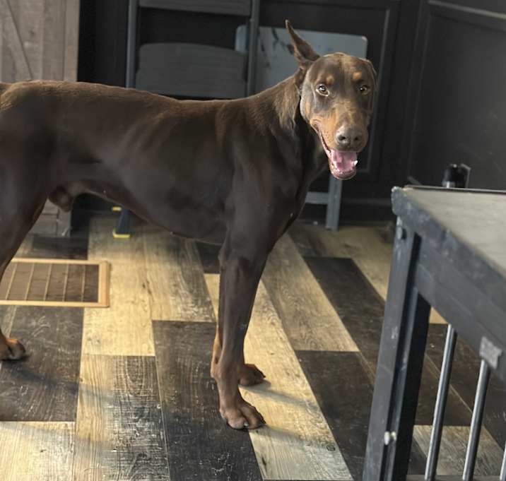 Photo of Rocky