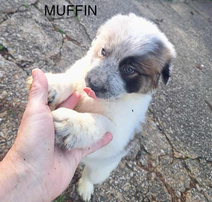 Photo of Muffin ja