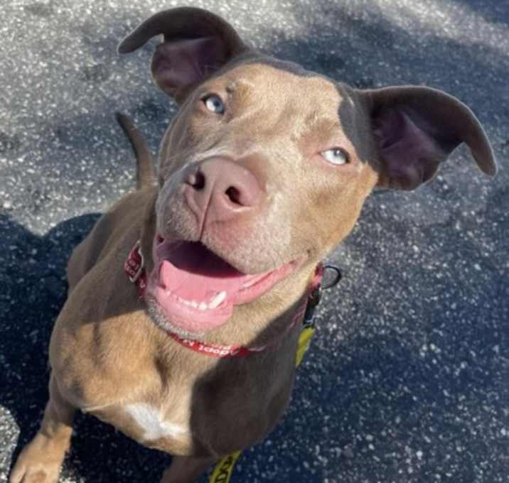 Photo of Everest (Cocoa)