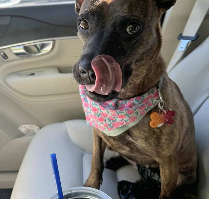 Photo of Daisy