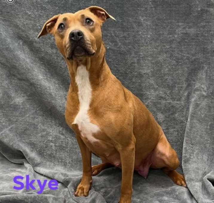Photo of Skye
