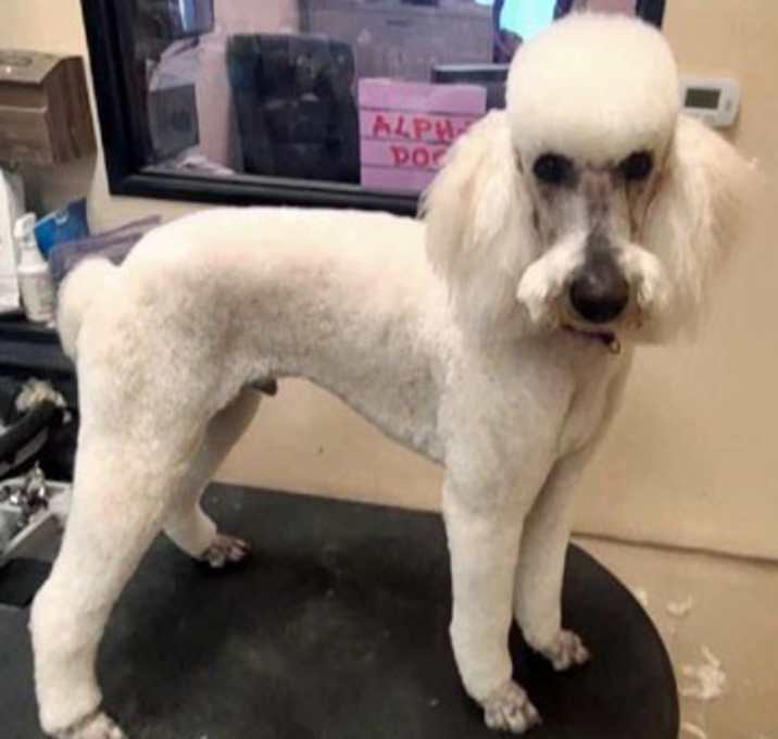 Photo of Oliver