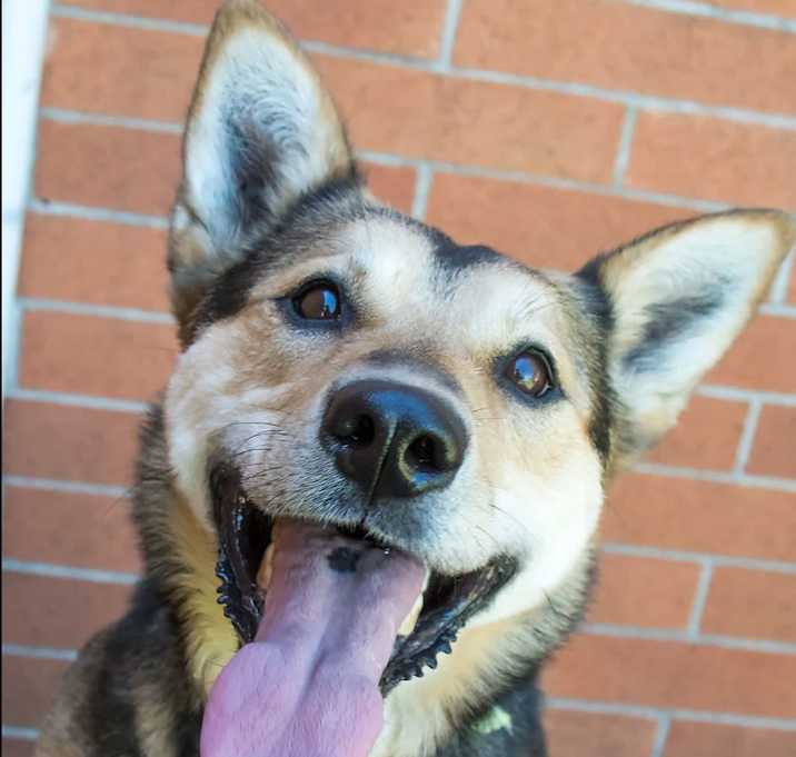Photo of Blazey