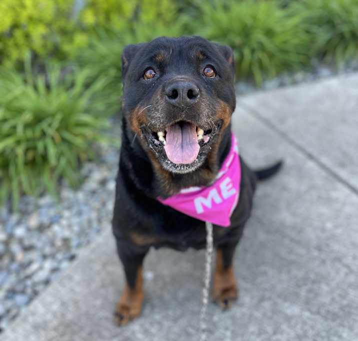 Photo of Zelda