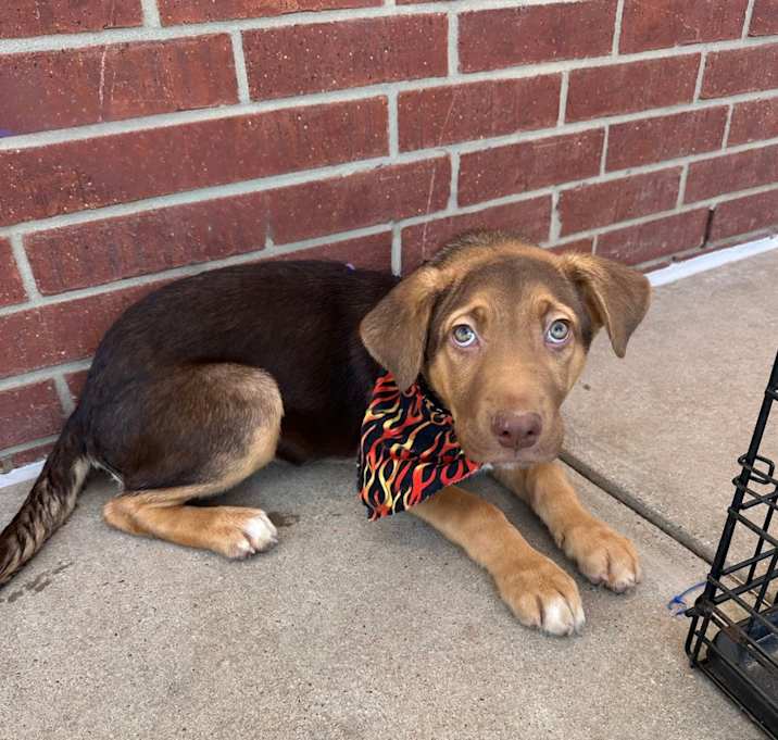 Photo of Dasher