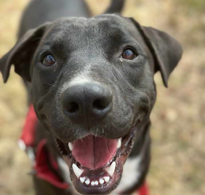Photo of SOX