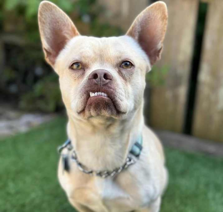 Photo of Paco