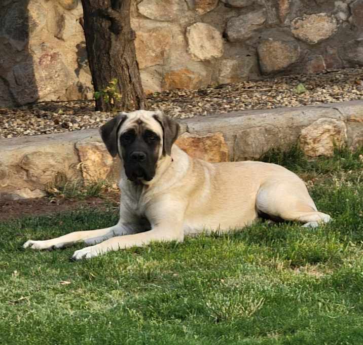 Photo of Mabel