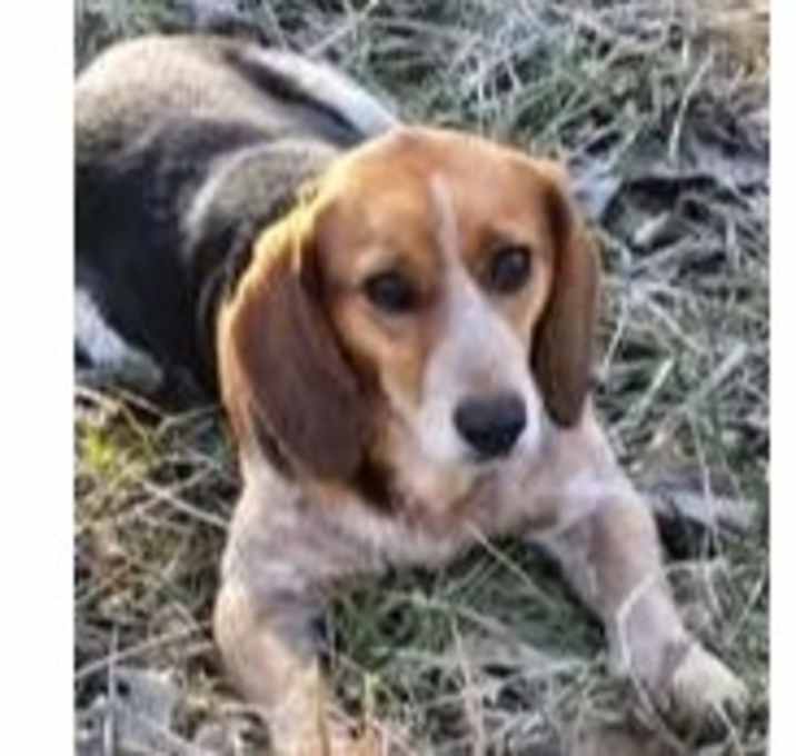 Photo of Gumbo