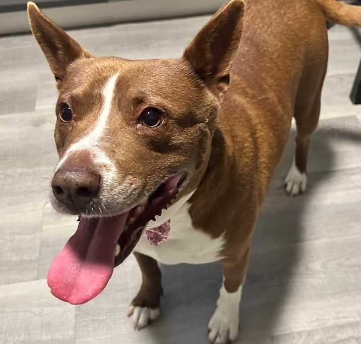 Photo of Dixie