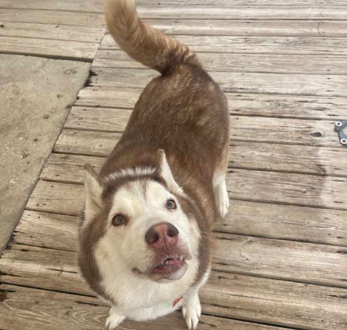 Photo of Koda