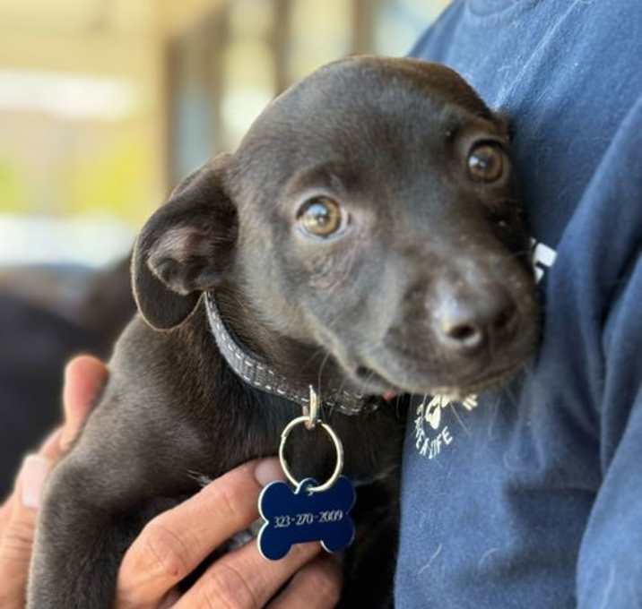 Photo of Luna