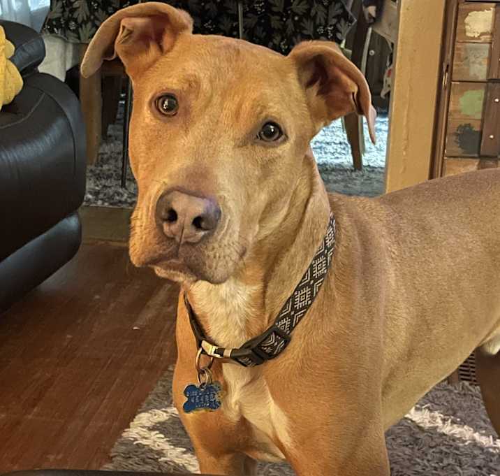 Photo of Louie