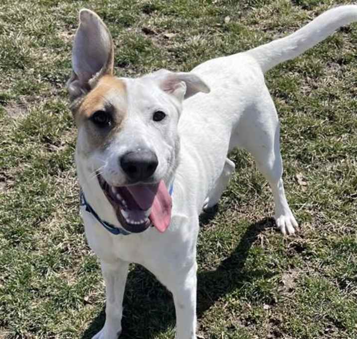Photo of NUGGET