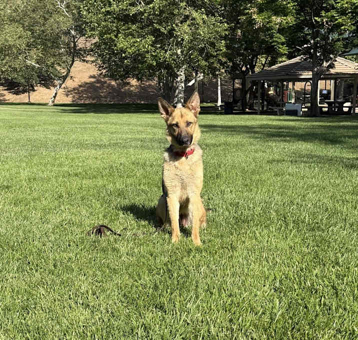 Photo of Luna