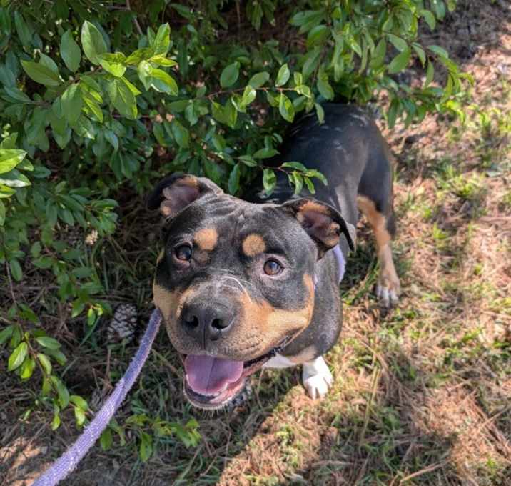 Photo of Scooby