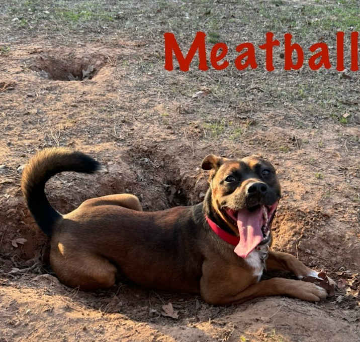 Photo of Meatball