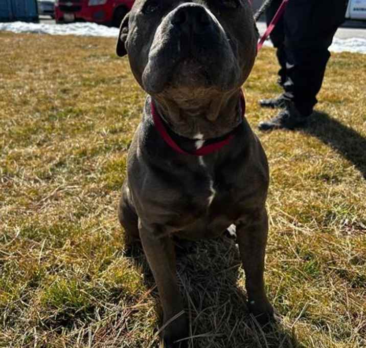 Photo of BUGGY