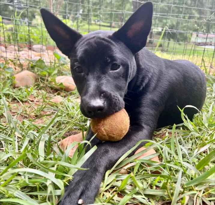 Photo of Nyx - Shelby Litter