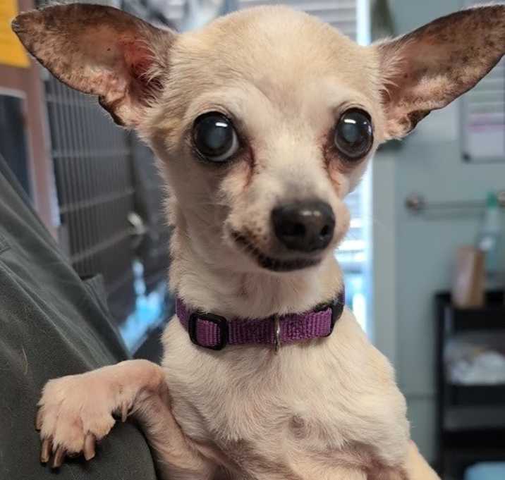 Photo of Blanche - 5 pounds