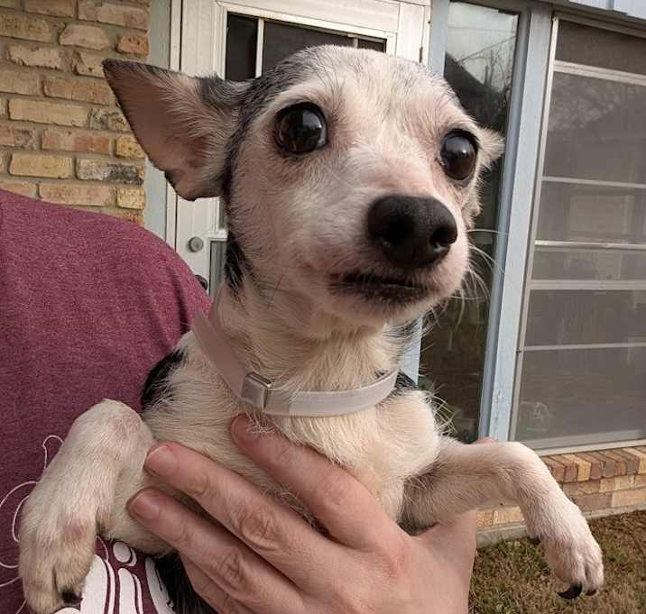 Photo of Dottie - adoption pending