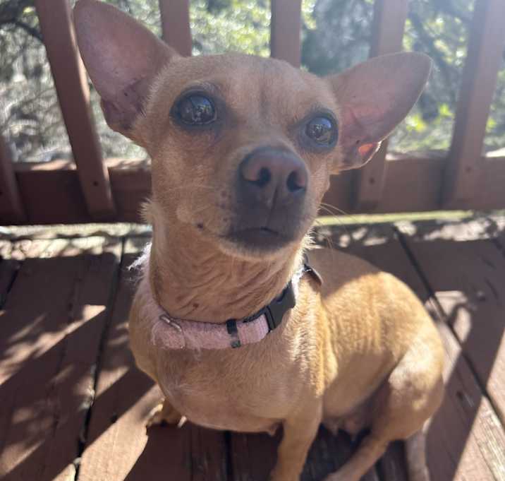 Photo of Phoebe