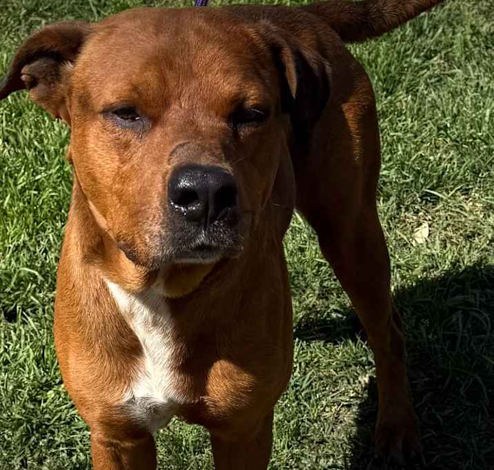Photo of Alamo