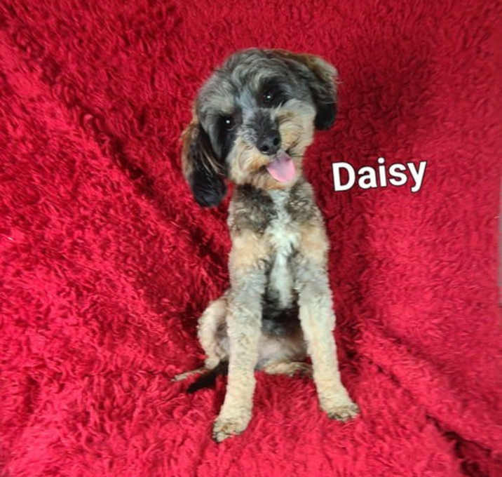 Photo of Daisy