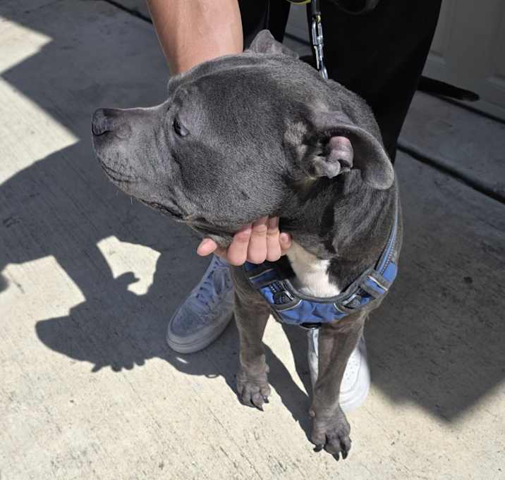 Photo of Blue