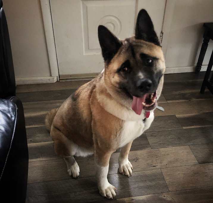Photo of Kuma