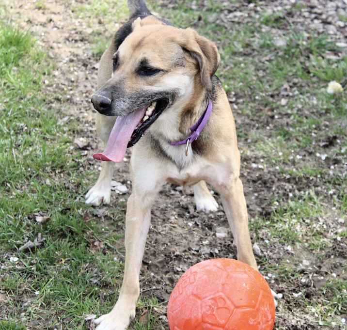 Photo of Simba